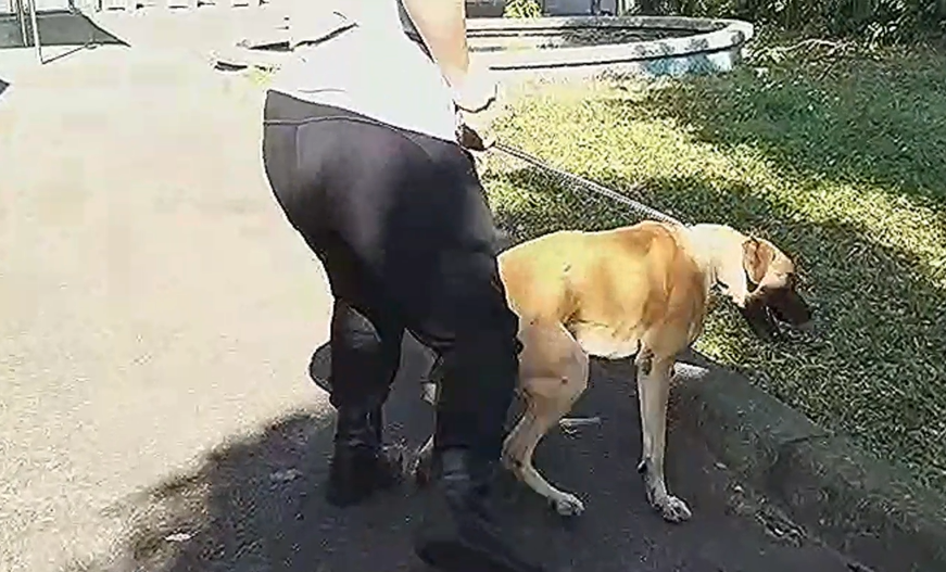 高山犬「大王」入所時顯得很驚慌。 圖：新北市動保處提供
