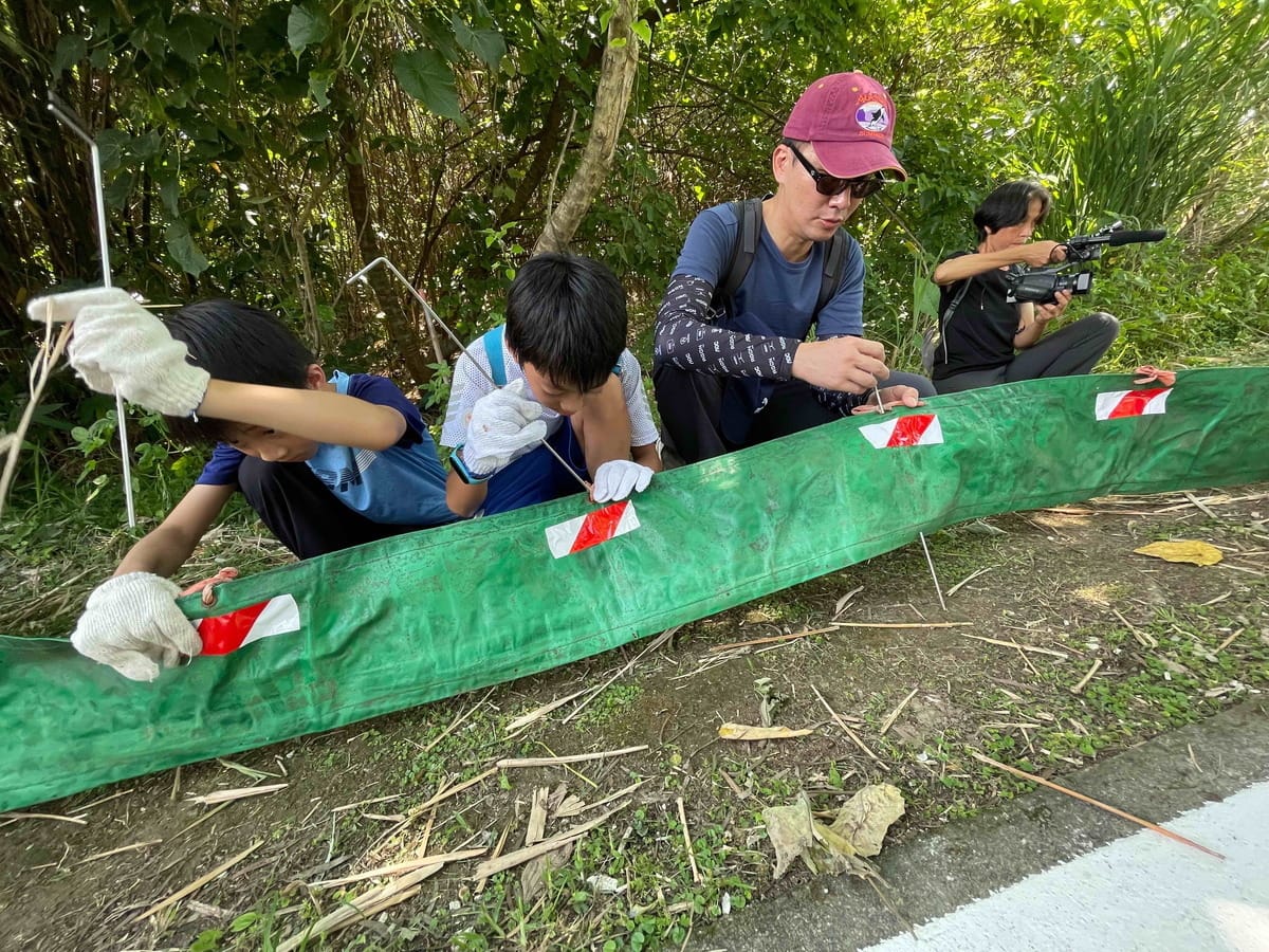 廊道設置地點位於陸蟹活動熱點之一的淡水金色水岸自行車道3.2公里至3.4公里間，全長約150公尺。 圖：新北市高灘地工程管理處提供