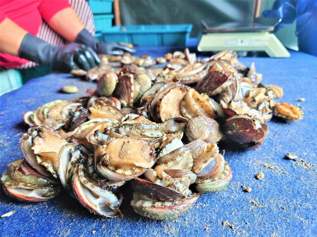 東北角瑰寶-新北貢寮鮑，肉質Q彈爽口，怎麼料理都好吃。 圖：新北市漁業處提供
