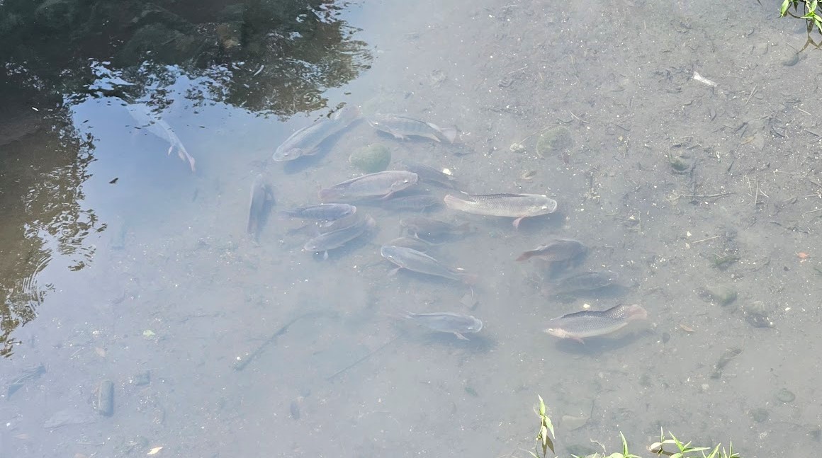 放流口可見魚群洄游，為水質清淨的指標。 圖：新北市水利局提供