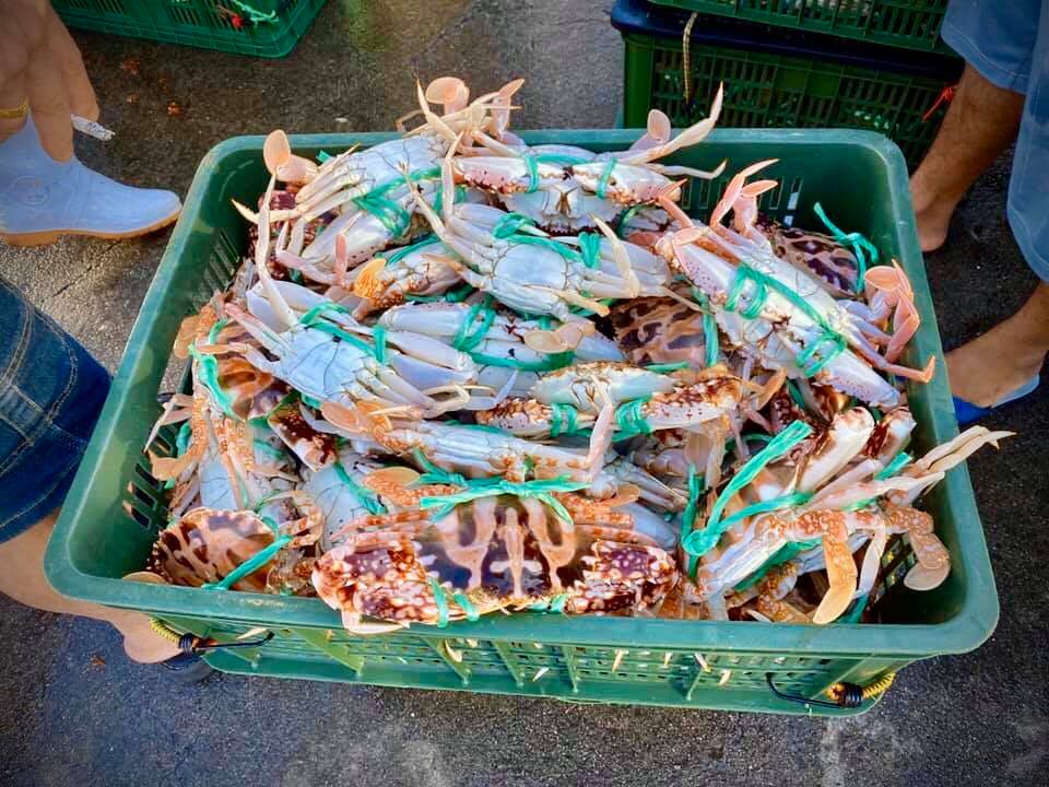 海象穩定，南下逐蟹的捕蟹船滿載而歸。 圖：新北市漁業處提供