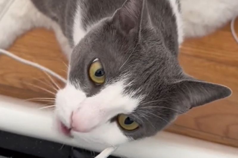 貓咪Skipurr為叫醒不起床的飼主，特意假造出咬電線的聲音嚇人。 圖／TiKTok：jacq.attacqs.fitness