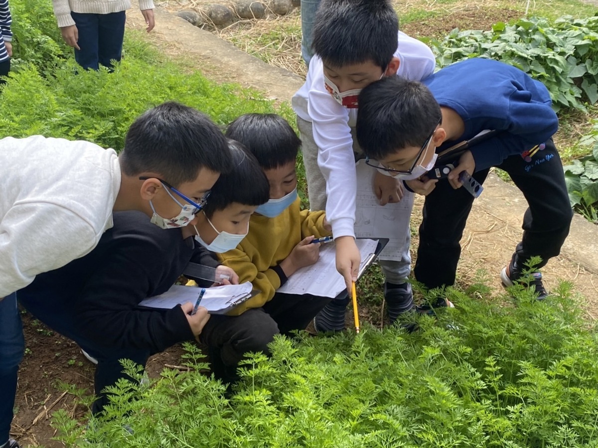新市國小學生於農園進行作物觀察。 圖：新北市教育局提供