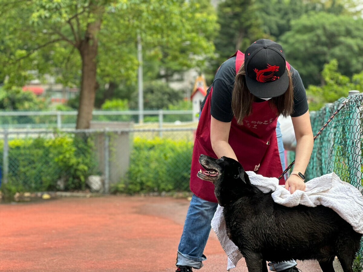 洗完澡狗狗乖乖擦乾身體。 圖：新北市動保處提供