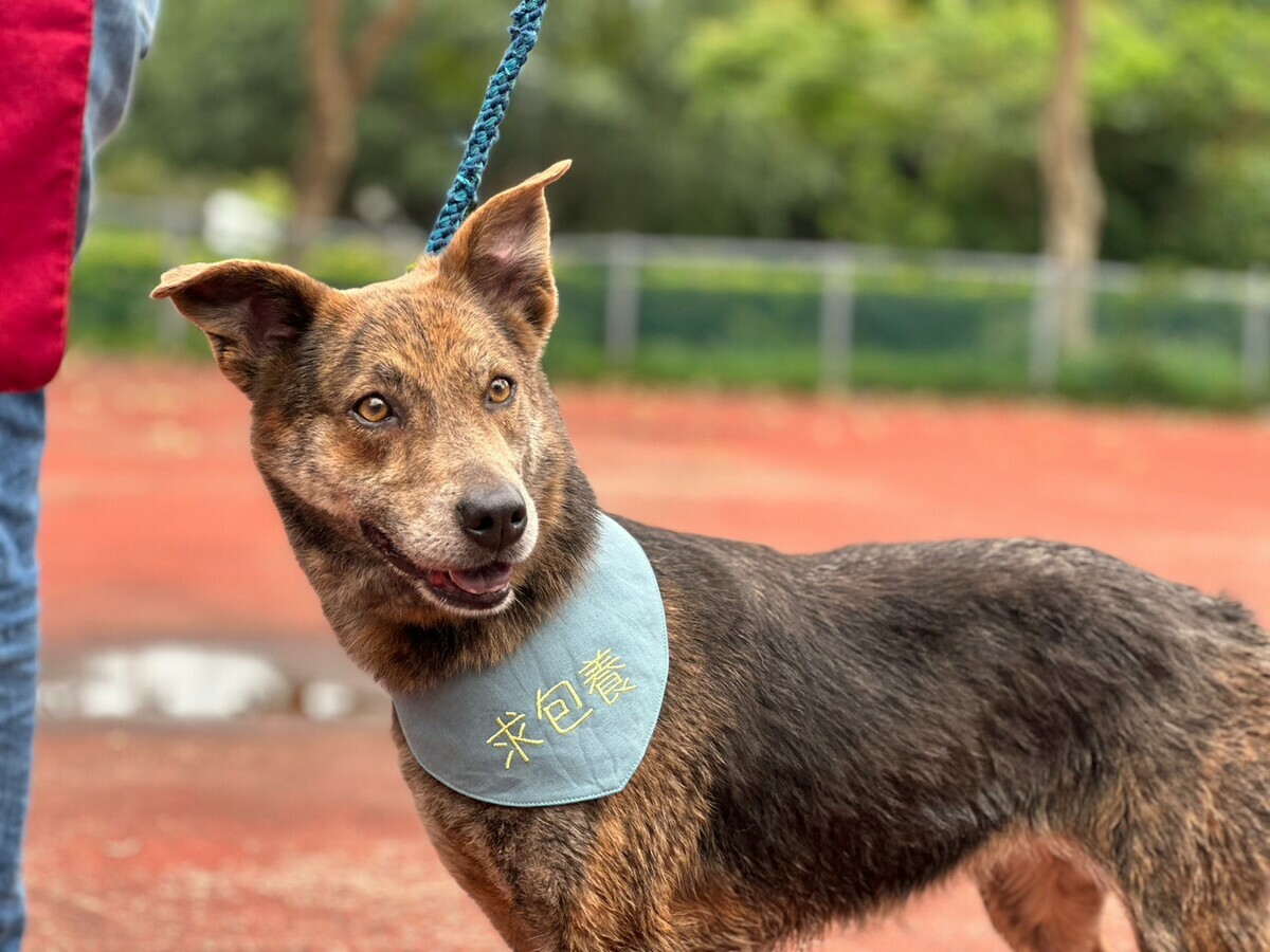 美容SPA完成小帥犬露出燦笑。 圖：新北市動保處提供