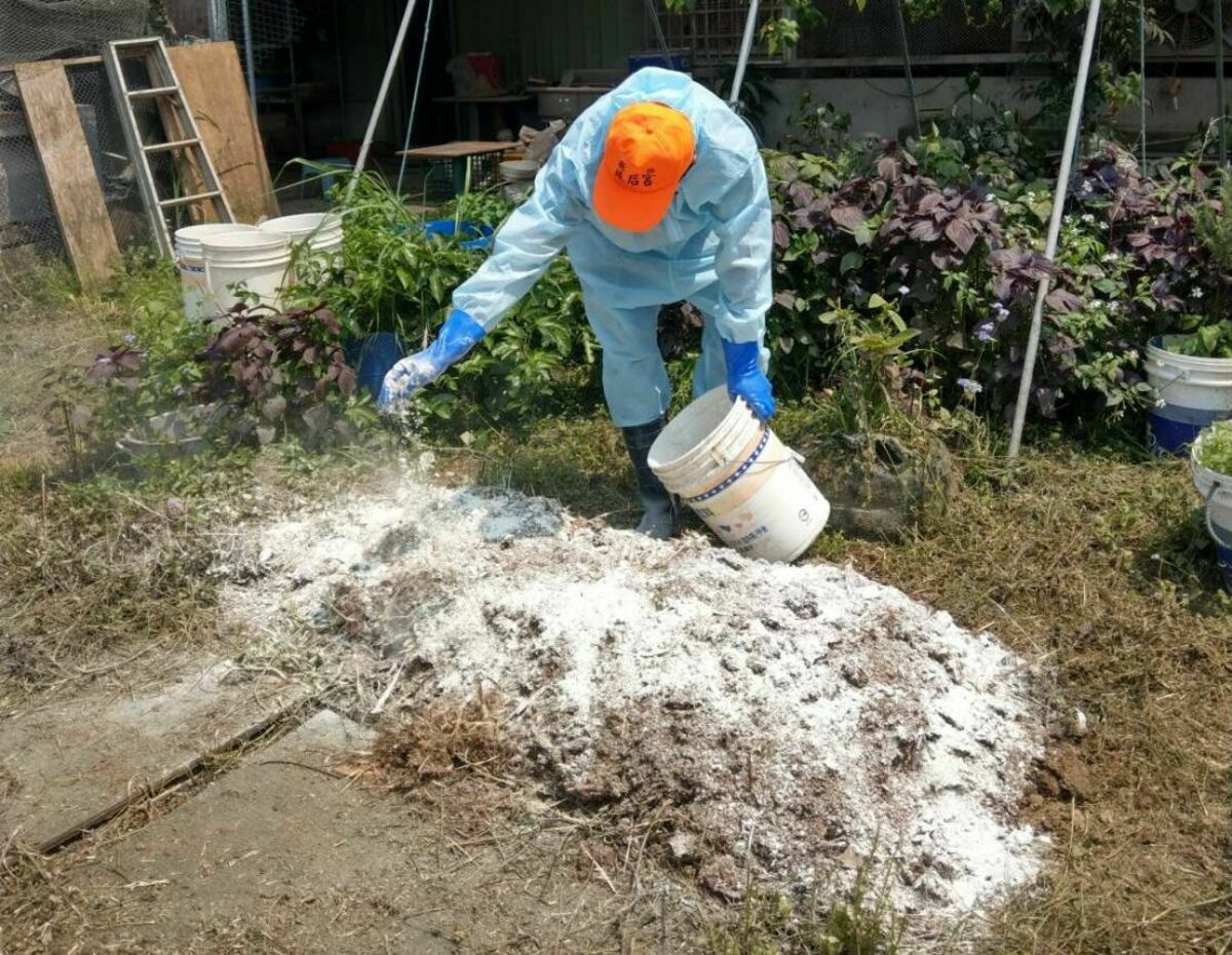 將生石灰粉撒佈在雞糞堆肥區。 圖：新北市保處提供