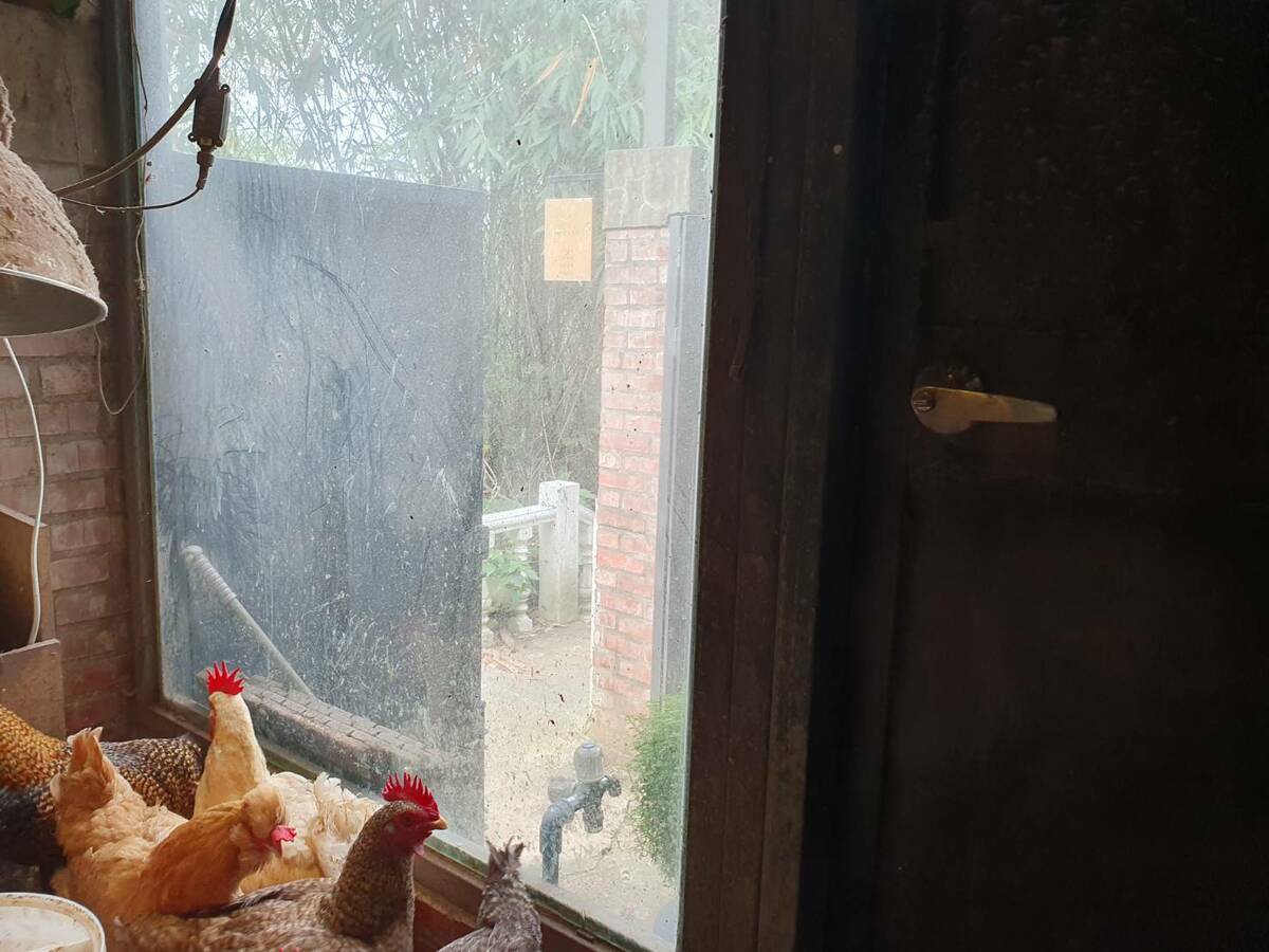 防鳥圍網仍舊不可少。 圖：新北市保處提供