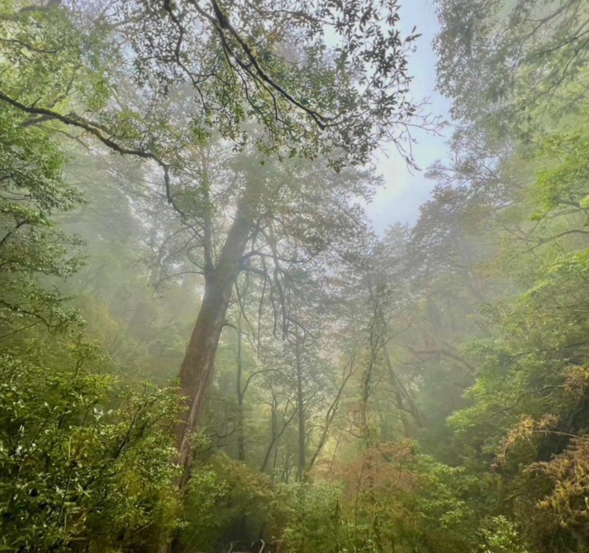 拉拉山國家森林遊樂區雲霧森林。 圖：農委會林務局／提供