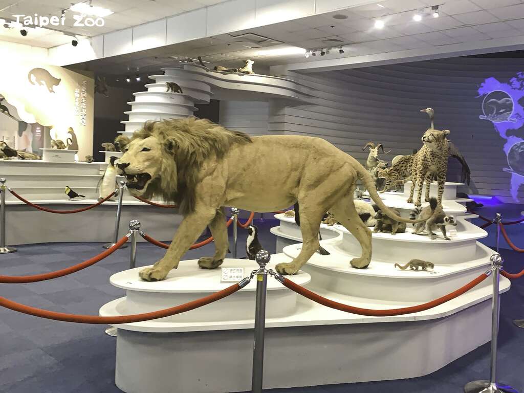 教育中心將首度開放作為夜宿的活動場地。 圖：台北市立動物園／提供