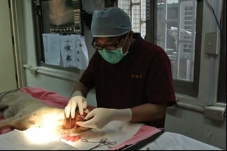 Alisa下頷骨折手術中。 圖：新北市動保處提供