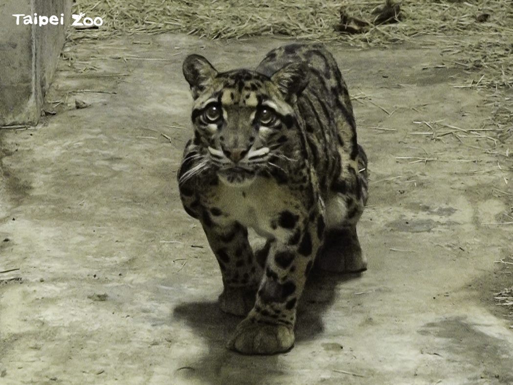 台灣動物區的雲豹活動場，為了提高更佳的生活環境，進行長達半年的整修。 圖：台北市立動物園／提供