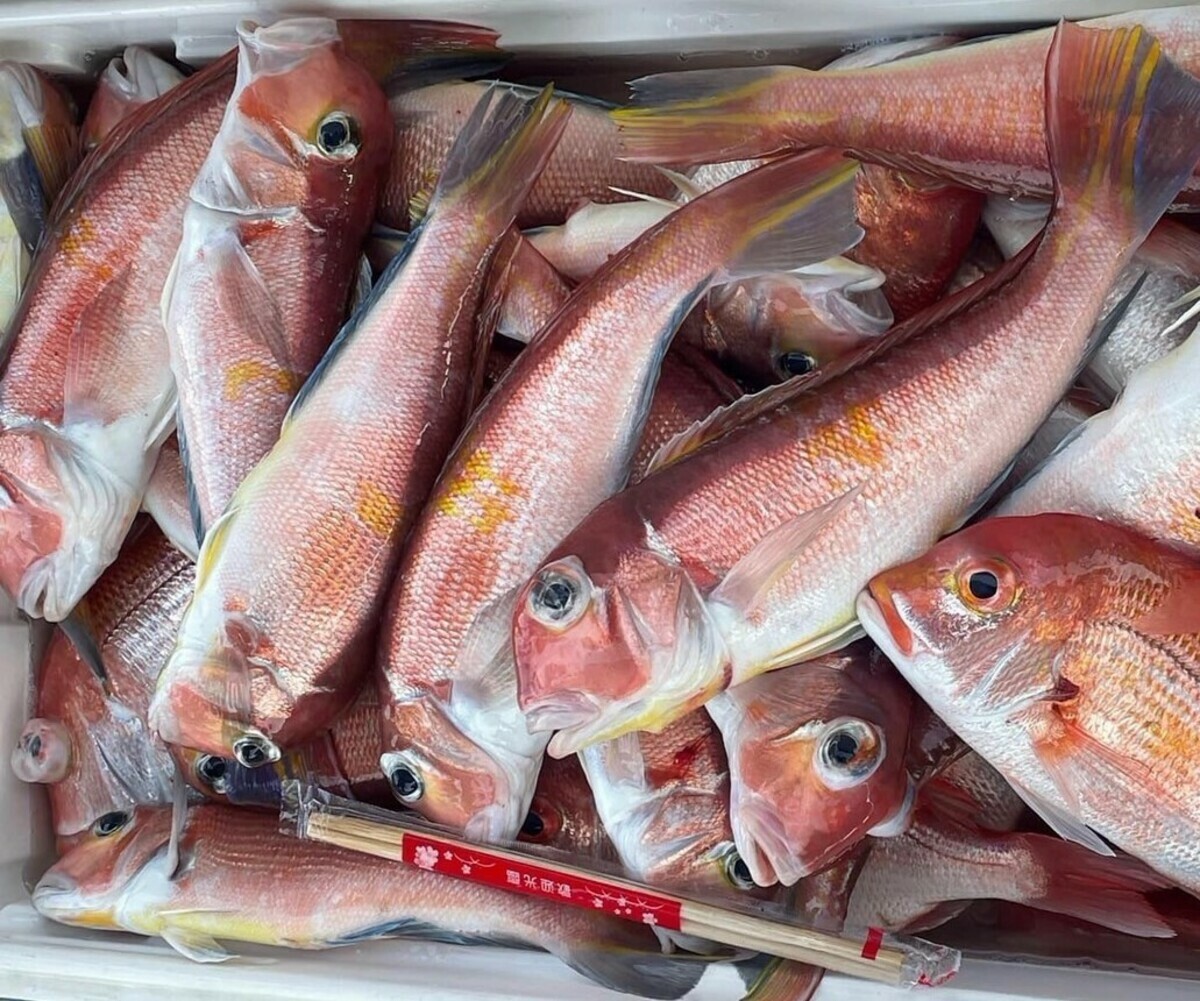 馬頭魚。 圖：新北市漁業處/提供