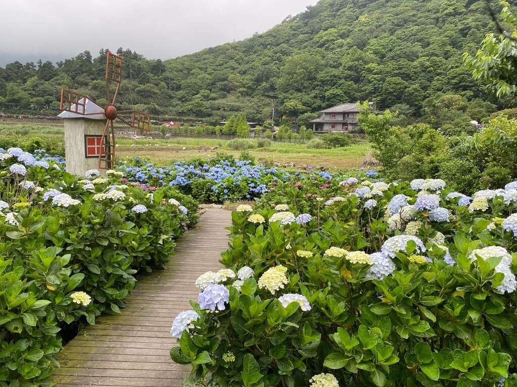 繡球花花色漸層多變，美不勝收。 圖：台北市政府工務局大地工程處／提供