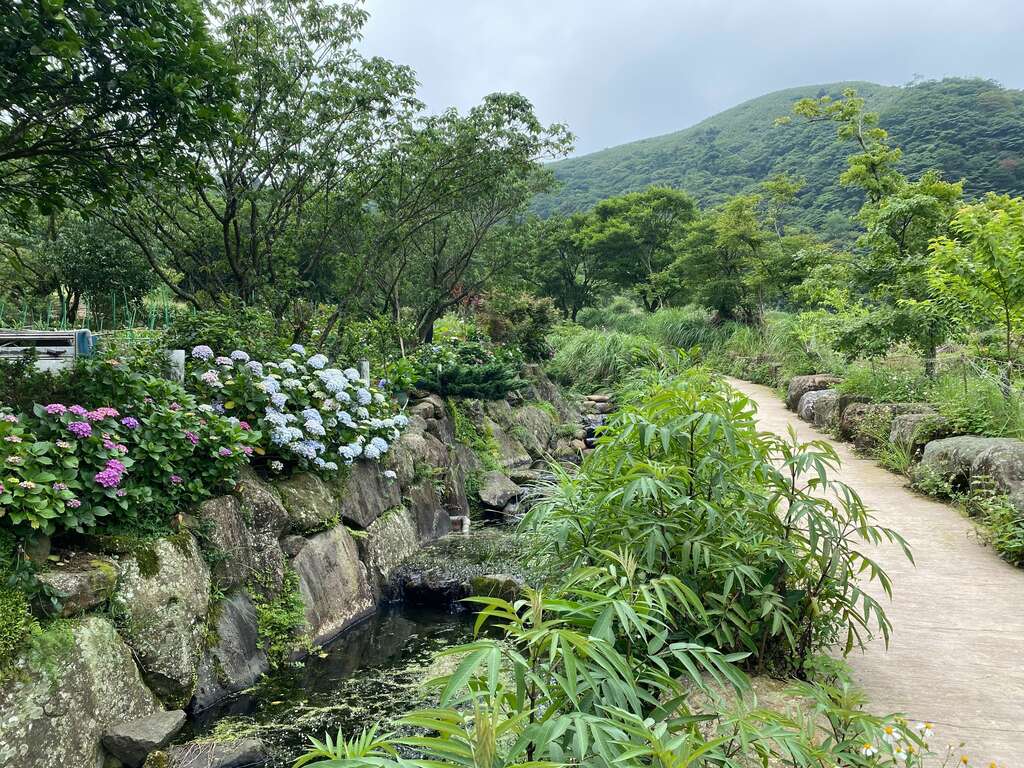 悠遊溪畔步道賞繡球花。 圖：台北市政府工務局大地工程處／提供