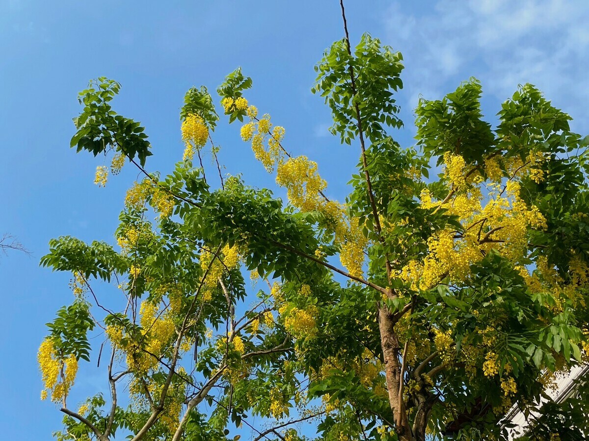 板橋溪北公園阿勃勒與藍天相映。 圖：新北市景觀處提供