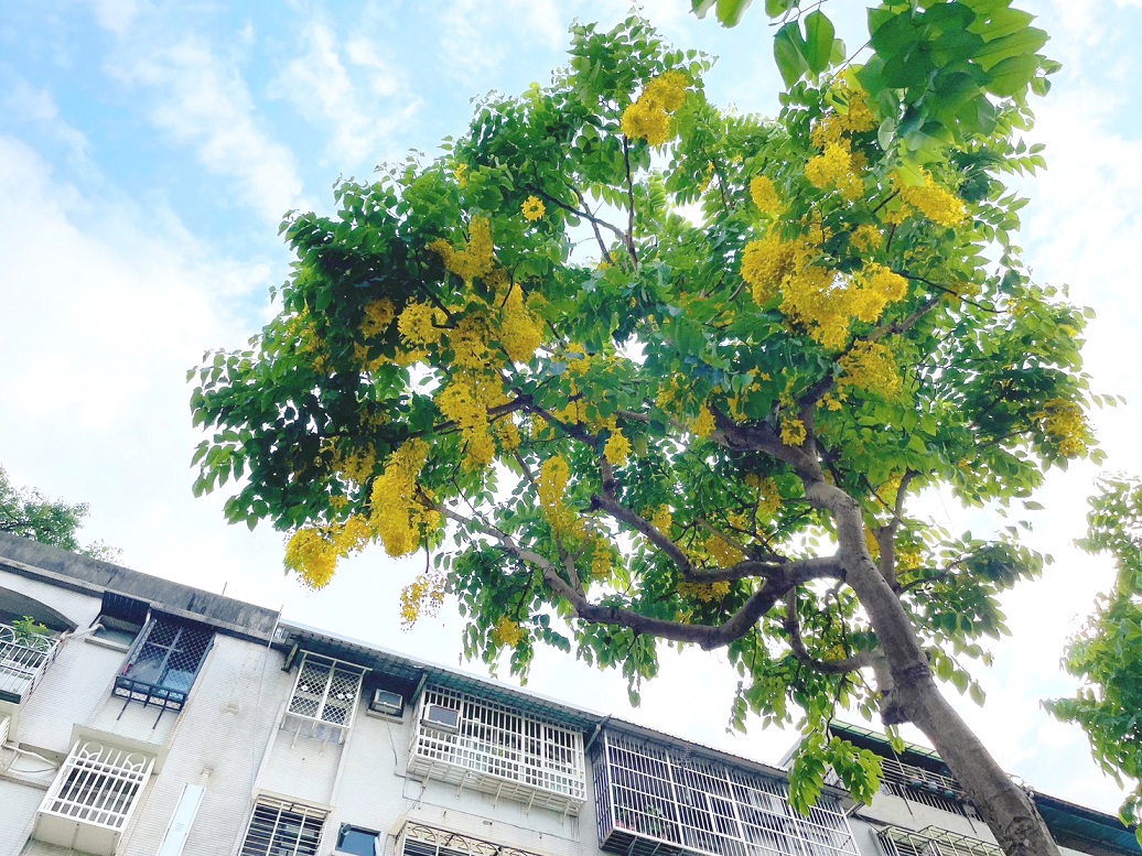 夏季限定的專屬黃金雨。 圖：新北市景觀處提供