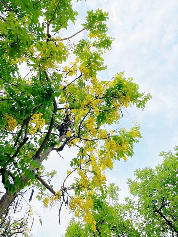 崑崙公園阿勃勒姿態。 圖：新北市景觀處提供