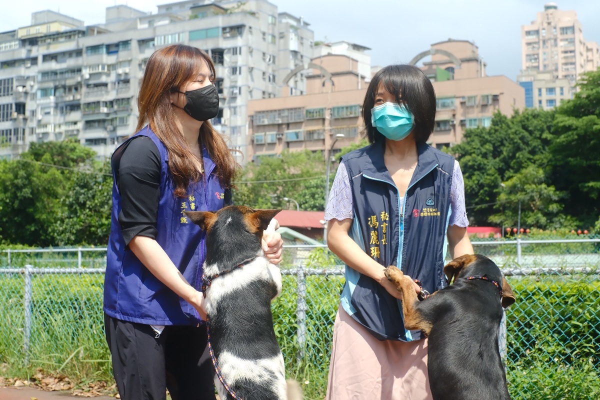 咪可思關懷流浪動物協會與毛寶貝「奇奇」跟「法老王」互動。 圖：新北市動保處提供