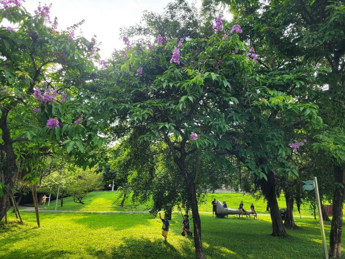 音樂公園賞大花紫薇，大人小孩都開心。 圖：新北市景觀處提供