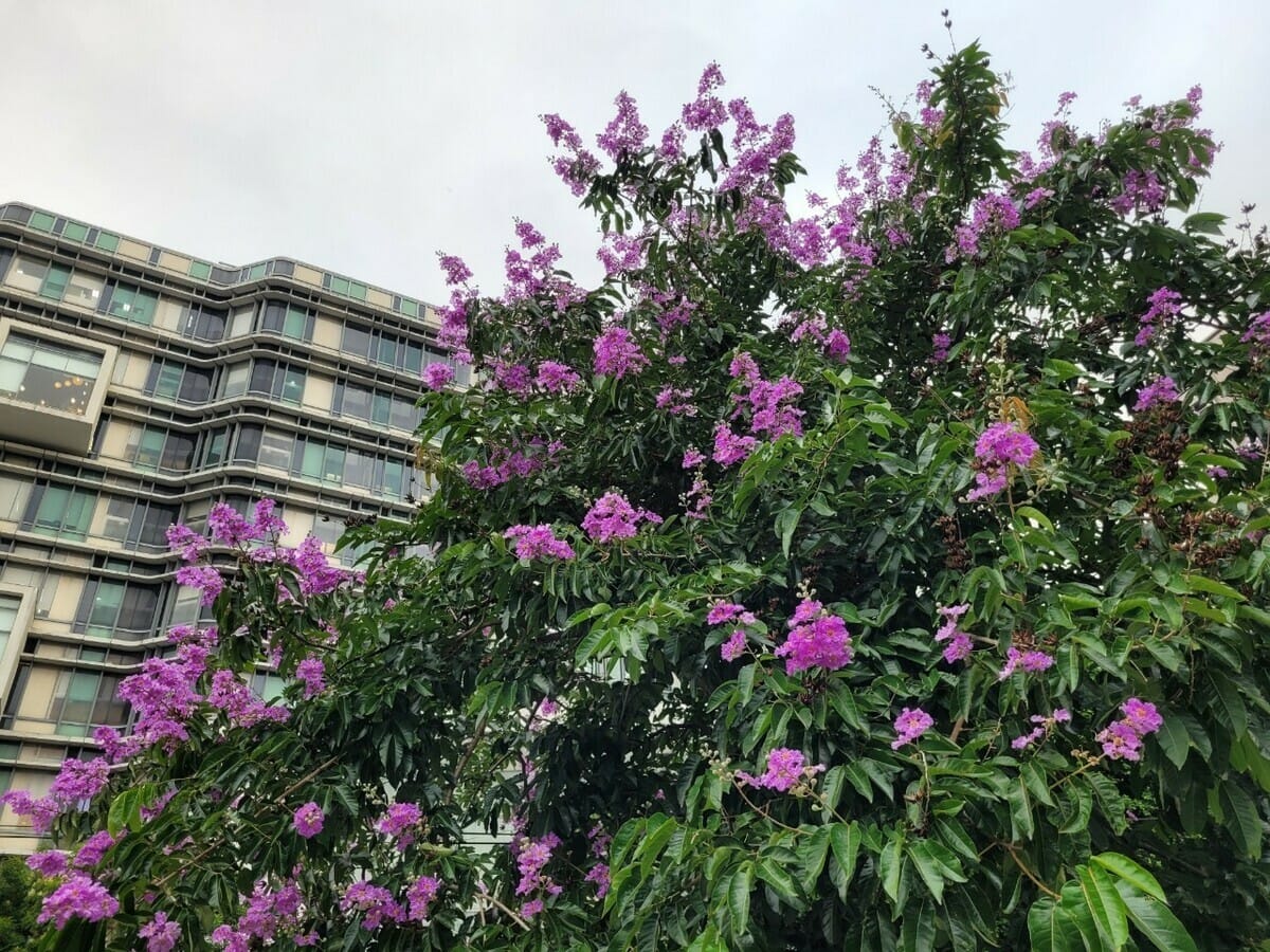 新北市立圖書館總圖前停車場的大花紫薇正盛開。 圖：新北市景觀處提供