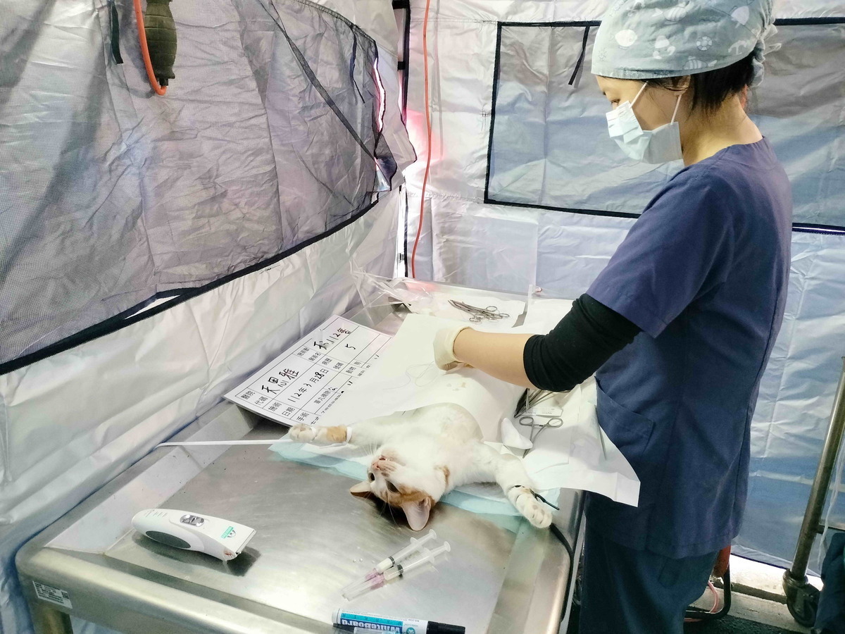 獸醫師為毛寶貝執行絕育手術。 圖：新北市動保處提供