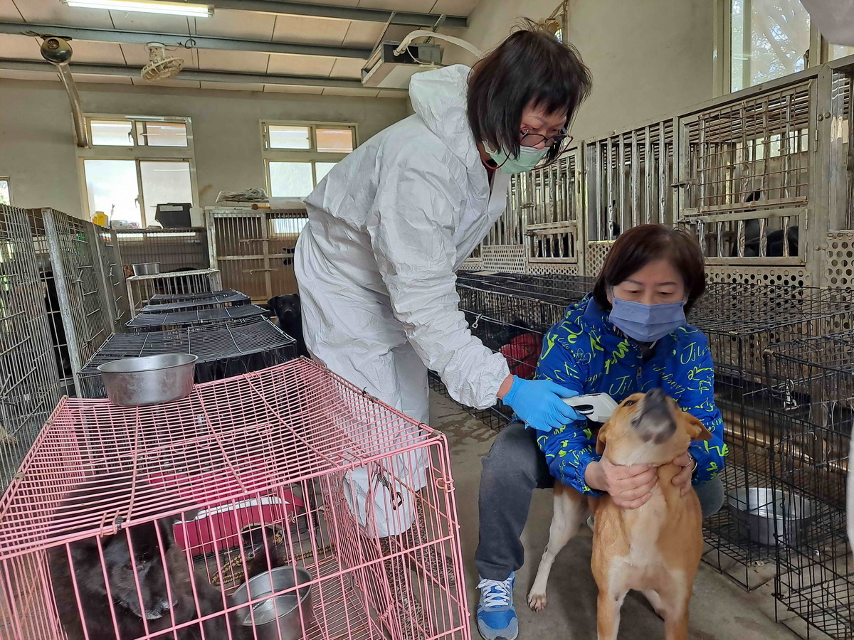 收容所人員協助犬隻保定情形。 圖：新北市動保處提供