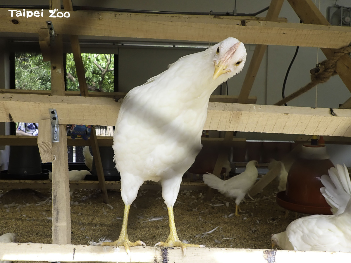 動物園百人立蛋活動於6月22日登場，將提供「快樂雞莊」所生產的「福利蛋」讓民眾挑戰立蛋。 圖：翻攝自台北市立動物園官網