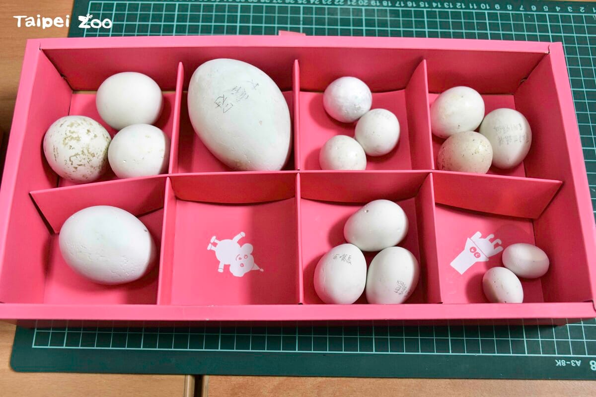 此次活動與以認識不同生物的蛋的知識性內容為主，並搭配動物園許多卵生動物的蛋的實體展示。 圖：翻攝自台北市立動物園官網