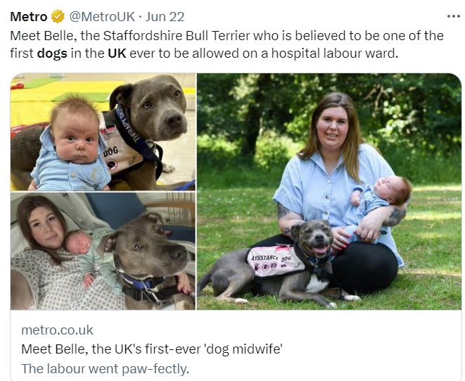英國1位患有自閉症、恐慌症的產婦湯姆金（右圖），生產全程都有愛犬貝拉（左圖）在醫院陪伴，這隻2歲的斯塔福德郡鬥牛梗表現備受讚揚。 圖：翻攝自英國地鐵網推特／SWNS