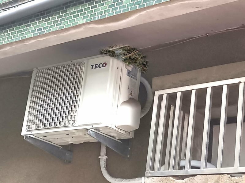 要注意冷氣周圍或屋頂下有沒有鳥巢，自家陽台周圍設置防止鳥類停留的措施，以防禽蟎上身。 圖：嘉義基督教醫院／提供 (資料照)