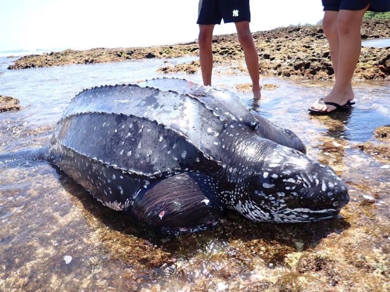有居民在恆春萬里桐潮間帶發現一級保育類「革龜」，但其生命跡象不穩定，目前正在海生館救治中。 圖／翻攝畫面