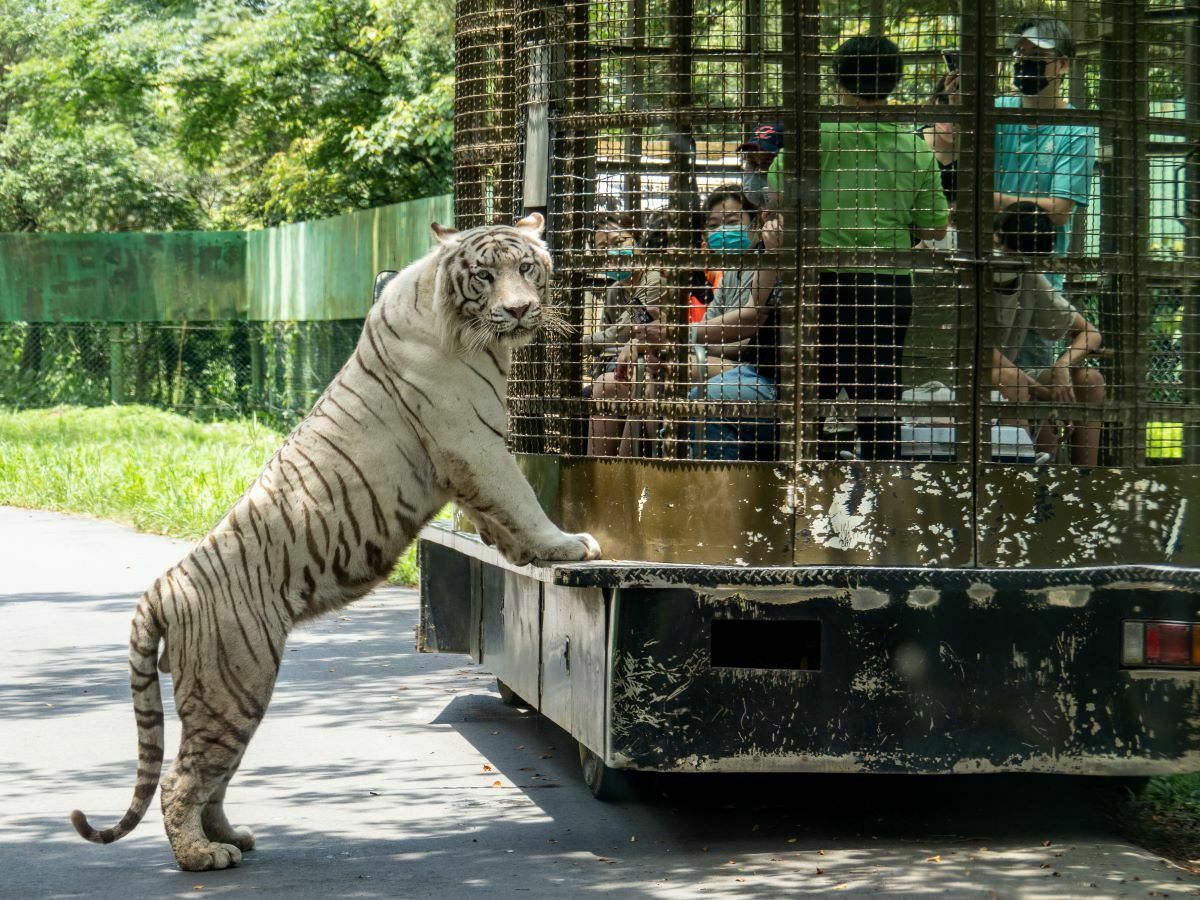動團指六福村近20種動物福利堪慮，圖為猛獸區，白老虎與其他老虎混養。 圖／鳥語獸躍提供