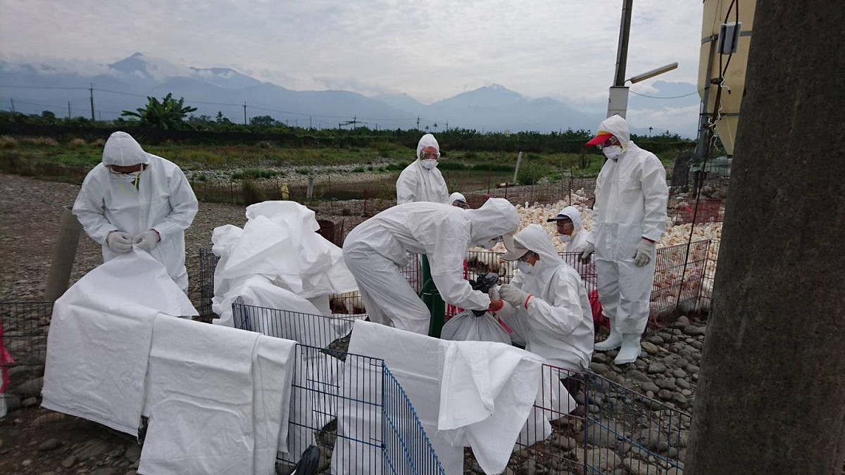 該場鴨隻雖健康狀況正常，但經監測採樣送驗，確診為H5N2亞型高病原性家禽流行性感冒陽性。 圖：屏東縣動物防疫所提供
