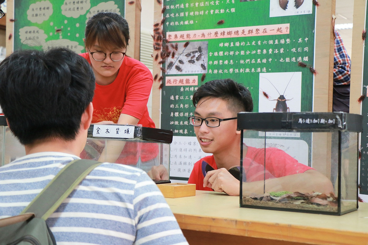 興大昆蟲展今天開幕，介紹日常常見的蟑螂。



 圖：中興大學提供