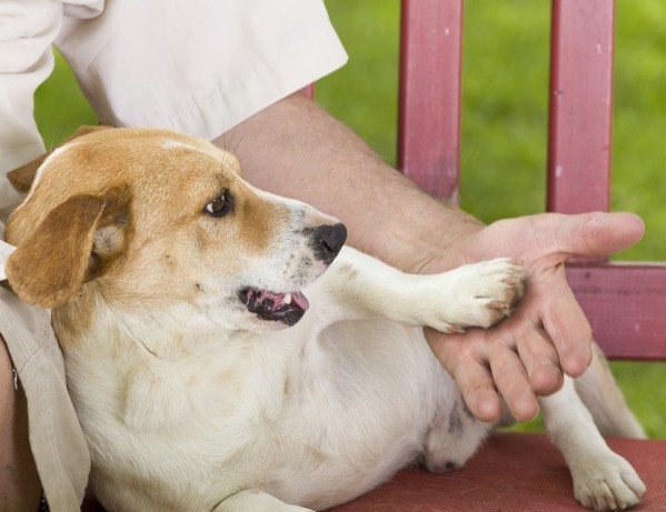 在國外做的調查中發現，大部份的飼主認為狗狗的肉球聞起來有「爆米花」的味道！ 圖：寵毛網petsmao資訊平台提供