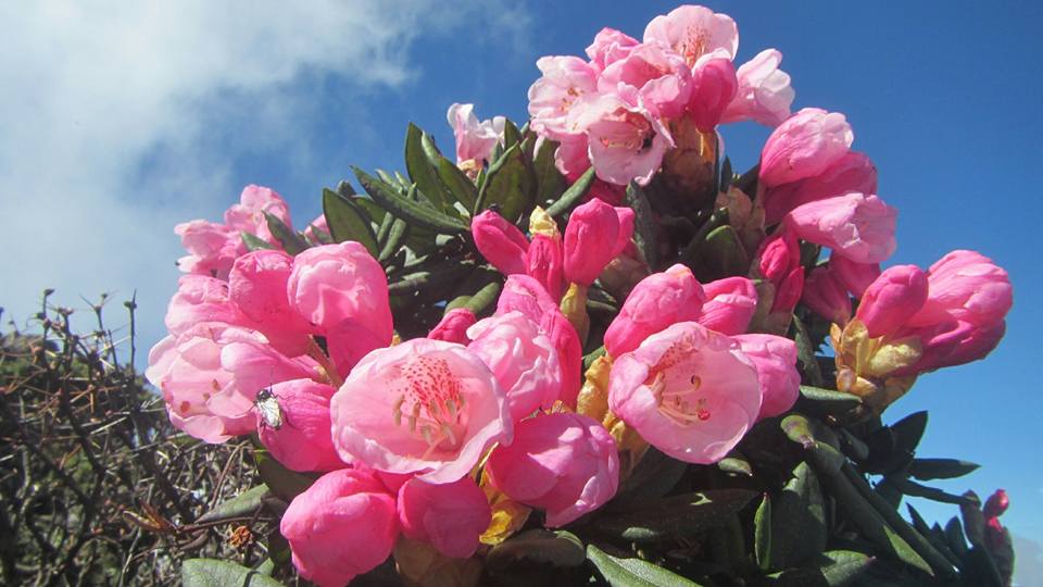 今年合歡山杜鵑遲開，目前花開六成。 圖：翻攝自太魯閣國家公園臉書