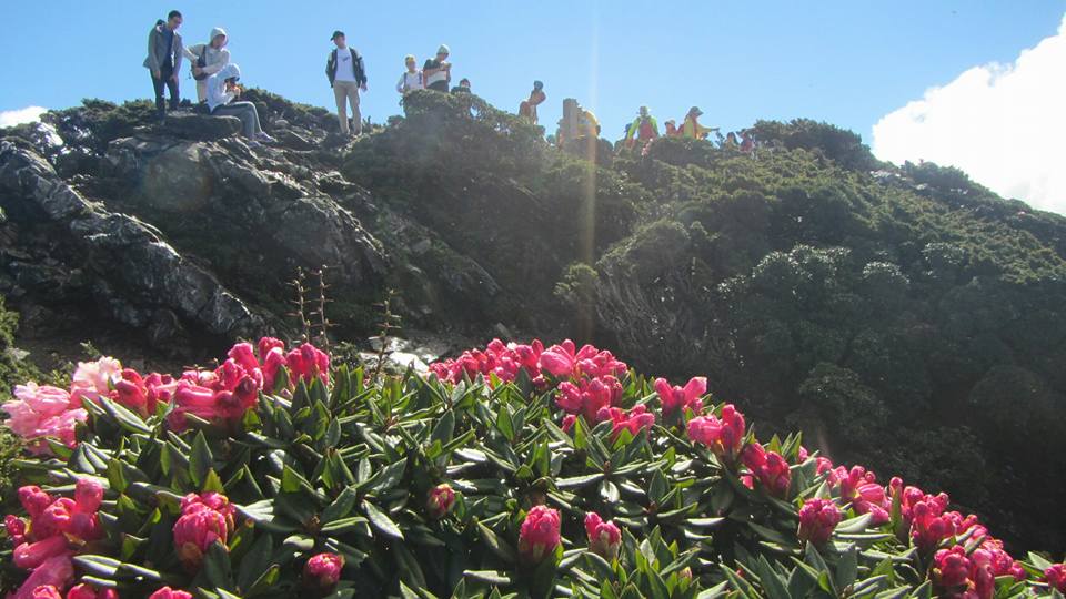 遊人登山賞杜鵑花。 圖：翻攝自太魯閣國家公園臉書