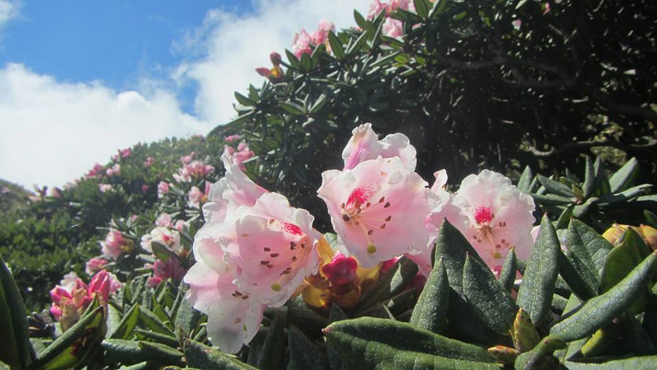 嬌嫩秀麗的杜鵑花，為高山帶來一絲春意。 圖：翻攝自太魯閣國家公園臉書