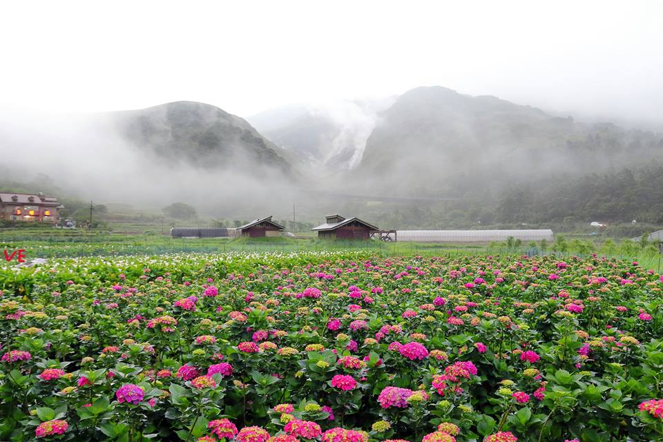 北投區農會推出「竹子湖繡球花生態農園體驗」行程，帶領遊客走訪竹子湖、水車寮步道、黑森林、財福海芋田繡球花，欣賞繡球花景。 圖：北投農會提供