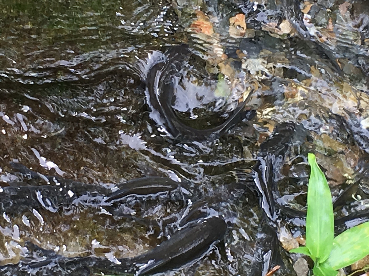 圓吻鯝魚每年端午節前後輪流溯溪跳魚梯，洄游到出生地產卵，展現大自然傳承的永續生命力，呼應靈鷲山佛教教團心道法師護生愛地球的感動。 圖：靈鷲山佛教教團提供