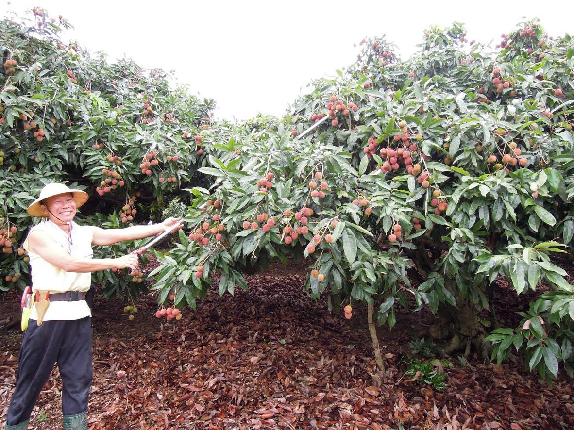 高雄農業局說，一年一度的盛事，「大樹鳳荔園區」辦理的大樹荔枝拍賣交易將於5月31日吉時開市。 圖: 高雄農業局/提供
