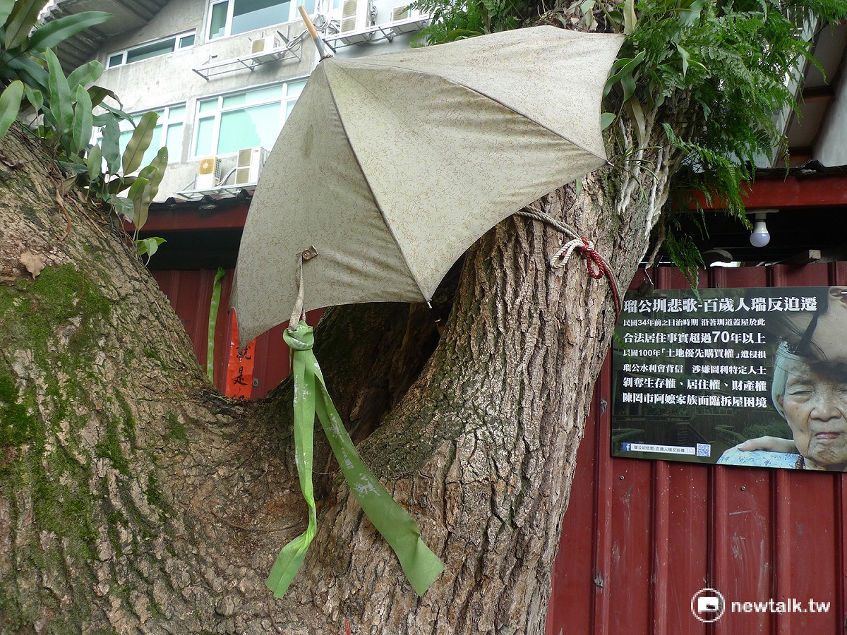 賴碧珍用雨傘為圳道旁老樹遮風避雨，悠悠說道「老樹移根，非傷即亡。樹比人還早在這裡，但土地移到誰手上，任何人就可以決定它的生命。」 圖：汪少凡／攝