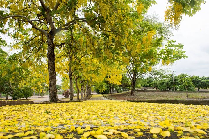 屏東除了湛藍大海及綿延沙灘外，每到初夏，屏東各地紛紛灑下黃金雨阿勃勒，賞花私房景點有:屏東榮民之家、屏東運動公園、屏東大學、屏科大、萬年溪沿岸、隘寮溪沿岸、千禧公園… 圖:翻攝自潘孟安臉書