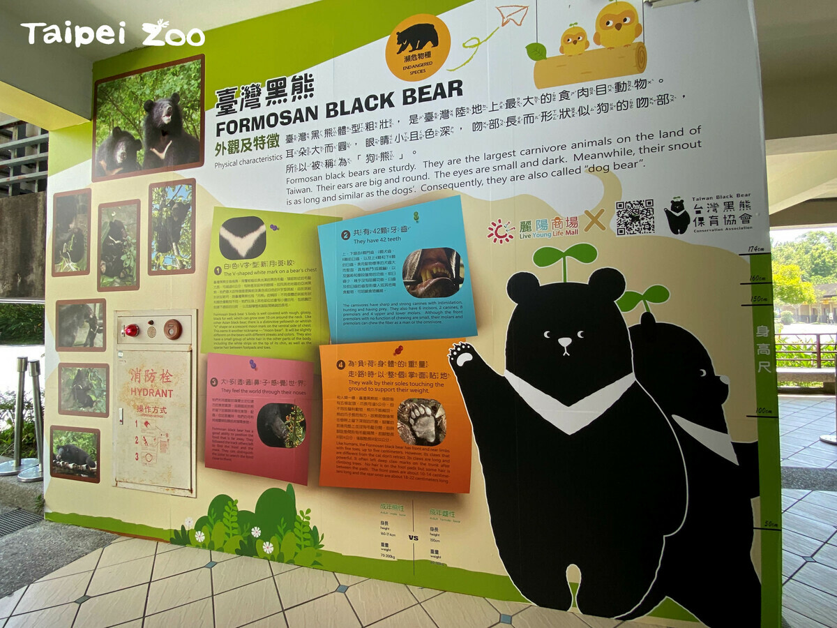 在賣店等餐同時可以複習黑熊知識。 圖：翻攝自台北市立動物園官網