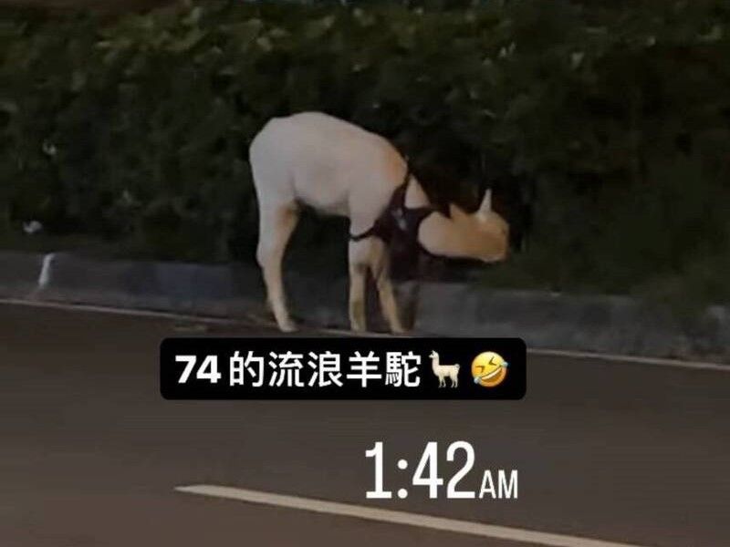 ▲昨（14）日清晨1時許，有民眾在網路上PO文指出，台中市區有一隻白色「草泥馬」在路邊吃草。 （圖／翻攝畫面）