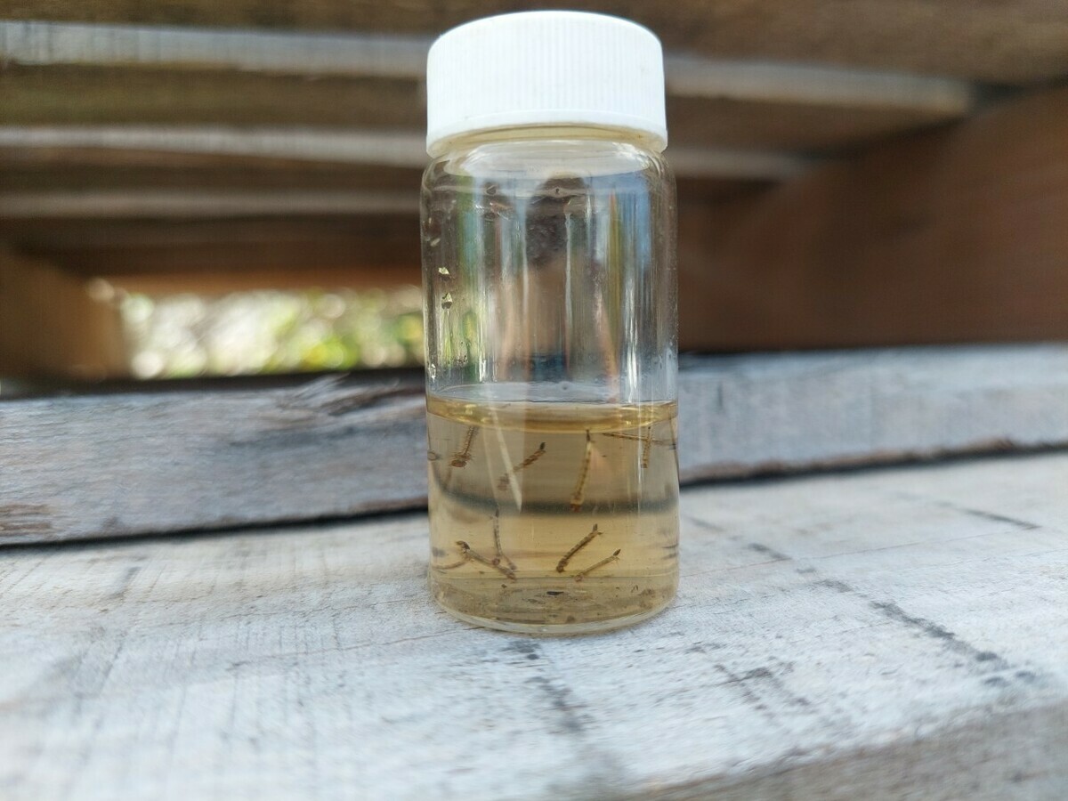 防疫人員查獲的病媒蚊孑孓。 圖：高雄市衛生局提供