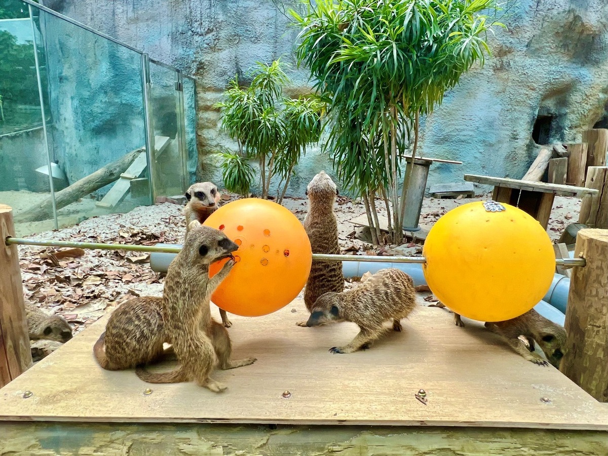 活潑好動的迎賓大使狐獴。 圖：高雄市觀光局提供