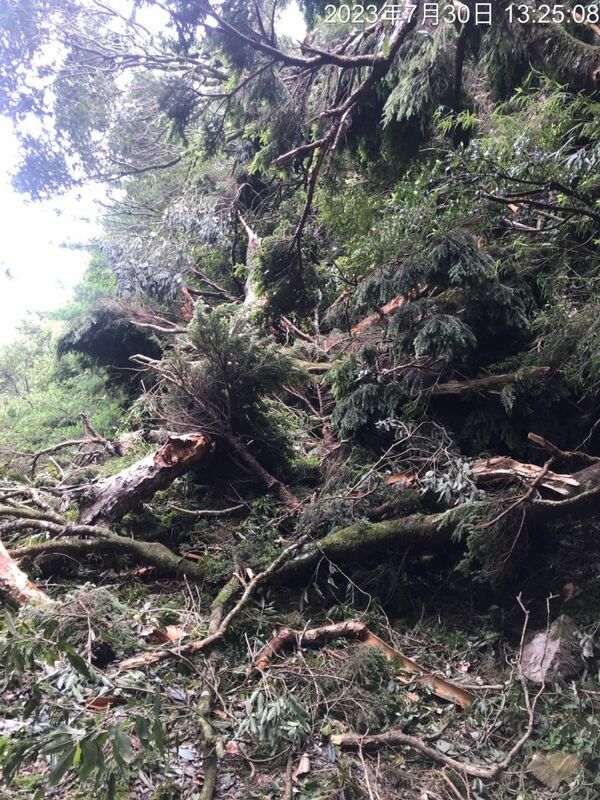 能高越嶺國家步道西段10公里處，路基嚴重流失掏空部分路段樹枝、樹木傾倒，無法通行。 圖：天池山莊管理員提供
