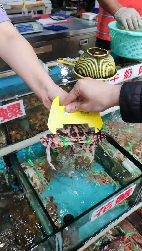 市府、漁業署及海巡單位不定期前往漁港稽查，取締捕撈過小螃蟹及抱卵母蟹等違規行為。 圖：新北市漁業處/提供