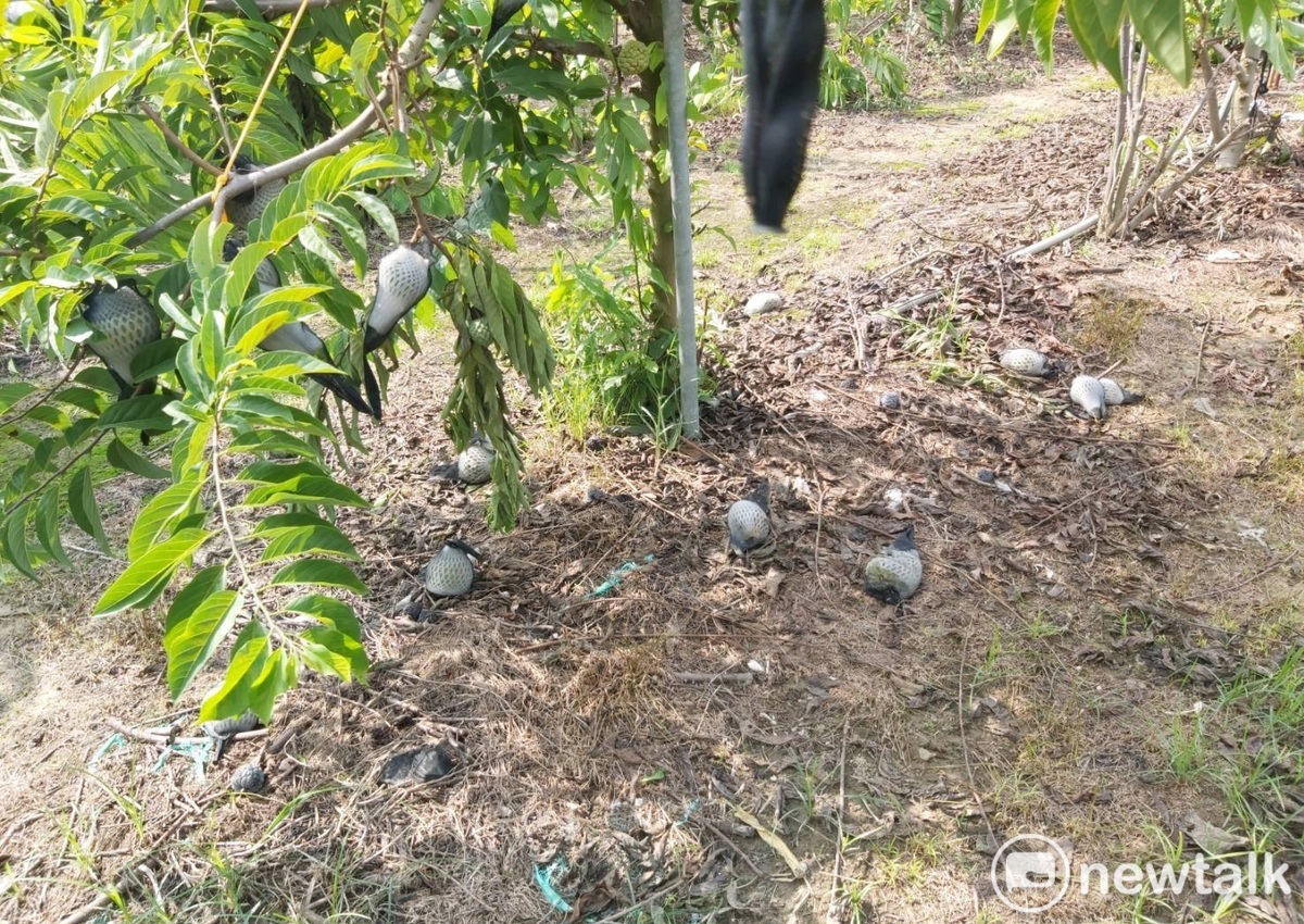 杜蘇芮颱風侵襲台灣，台南市大目種釋迦受強風吹襲，造成落果、枝條斷裂、果皮受損等影響作物生長及受損情形，已達到天然災害救助標準。 圖：黃博郎／攝